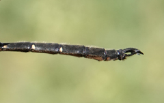 Somatochlora forcipata