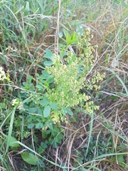 Artemisia annua