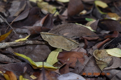 Entomogramma fautrix