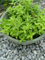 Limnophila aromatica