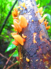 Heterotextus miltinus