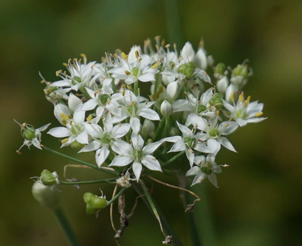 Allium tuberosum