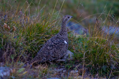 Lyrurus mlokosiewiczi