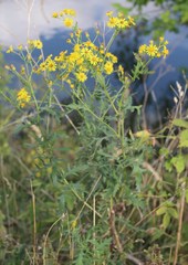 Jacobaea grandidentata