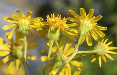 Jacobaea grandidentata