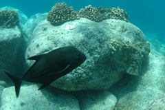 Caranx lugubris