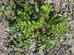 Potentilla paradoxa