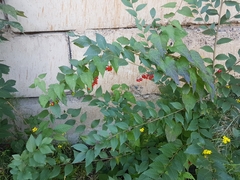 Solanum dulcamara