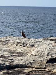 Falco cenchroides cenchroides