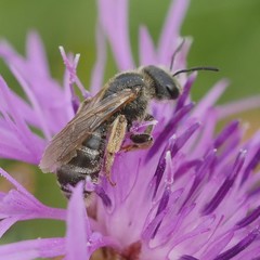 Halictus quadricinctus