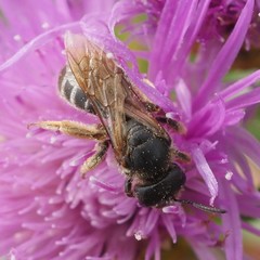 Halictus quadricinctus