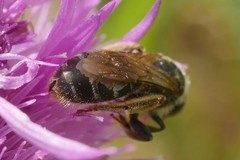 Halictus quadricinctus
