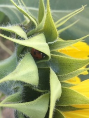 Coccinella septempunctata