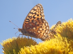 Speyeria coronis halcyone