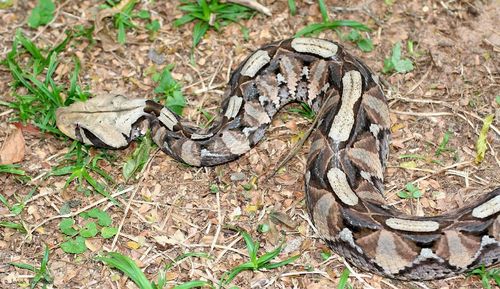 Gaboon Viper