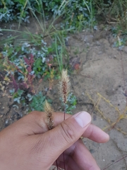 Setaria viridis