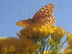 Speyeria coronis halcyone