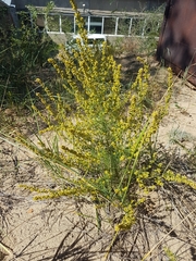 Artemisia palustris