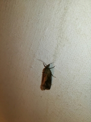 Endothenia quadrimaculana