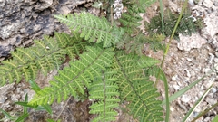 Notholaena galeottii