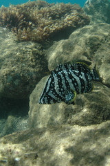 Dermatolepis dermatolepis