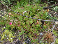 Ruschia duthiae