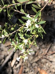 Styphelia mutica
