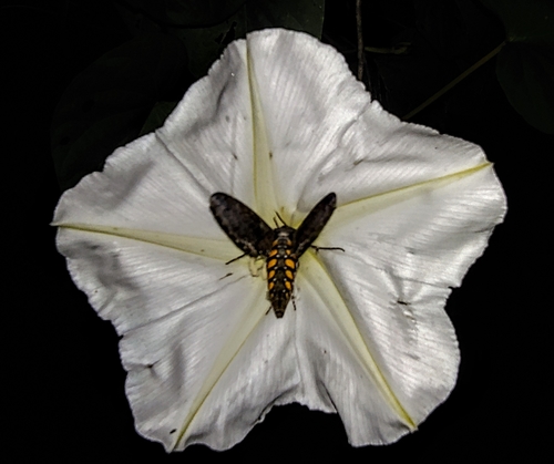 Carolina Sphinx, Elmore County, AL, USA, photo 8 of 10