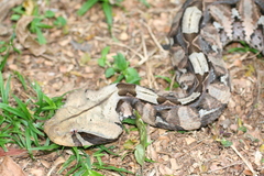 Bitis gabonica