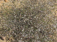 Philotheca angustifolia