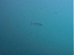 Caranx caballus