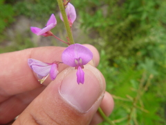 Desmodium fernaldii
