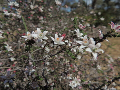 Philotheca angustifolia