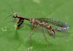 Leptomantispa pulchella