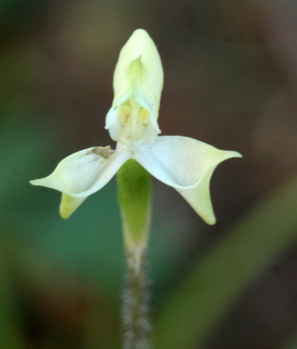 Image of Disperis bolusiana by (c) Cecile Roux, some rights reserved (CC BY-SA)