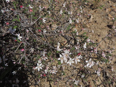 Philotheca angustifolia