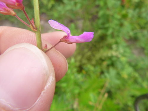 Image of Desmodium fernaldii by no rights reserved