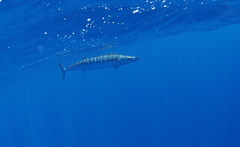 Acanthocybium solandri