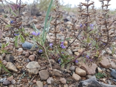 Dracocephalum olchonense