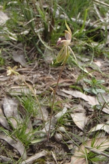 Caladenia tessellata