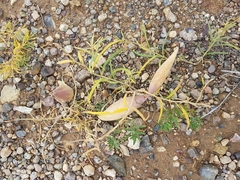 Vincetoxicum sibiricum