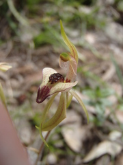 Caladenia tessellata