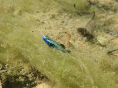 Stiphodon atropurpureus