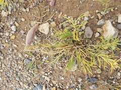 Vincetoxicum sibiricum