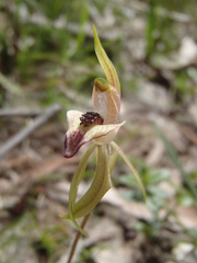 Caladenia tessellata