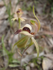 Caladenia tessellata