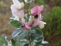 Podalyria myrtillifolia