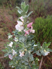 Podalyria myrtillifolia