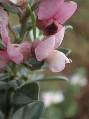 Podalyria myrtillifolia