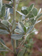 Podalyria myrtillifolia